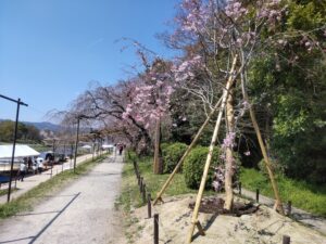 京都府立植物園の桜風景