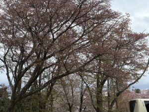 春の嵐山と桜風景